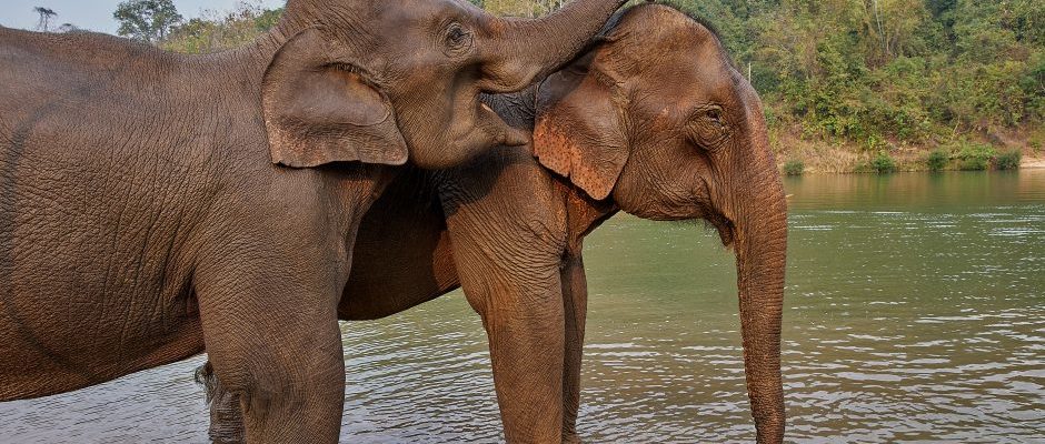 FEB202-elephant-in-river-01-940x663